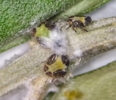 Euphyllura olivina