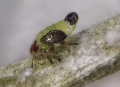 Euphyllura olivina