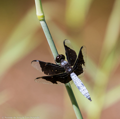 Palpopleura