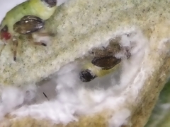 Euphyllura olivina