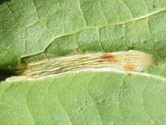 Phyllonorycter platani