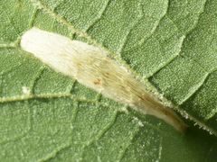 Phyllonorycter platani