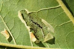 Phyllonorycter platani