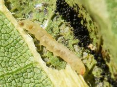 Phyllonorycter platani