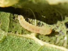Phyllonorycter platani