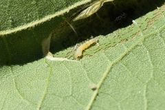 Phyllonorycter platani