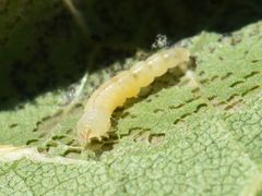 Phyllonorycter platani