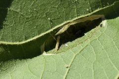 Phyllonorycter platani