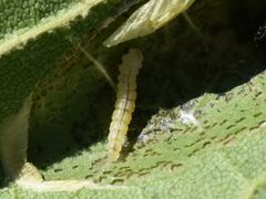 Phyllonorycter platani