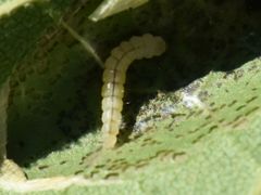 Phyllonorycter platani