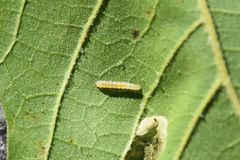 Phyllonorycter platani