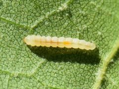 Phyllonorycter platani