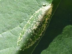 Phyllonorycter platani