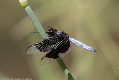Palpopleura