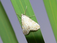 Elophila nymphaeata