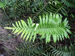 Parablechnum cordatum