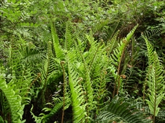 Parablechnum cordatum