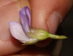 Psoralea aculeata