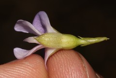 Psoralea aculeata