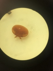 Varroa destructor