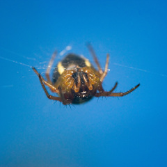 Hypsosinga sanguinea