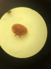 Varroa destructor