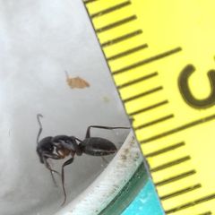 Camponotus fallax