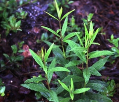 Vernonia texana