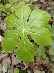 Podophyllum