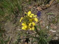 Erysimum pseudorhaeticum