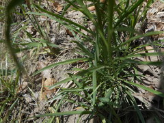 Erysimum pseudorhaeticum