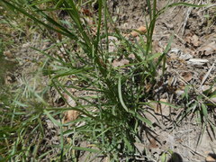 Erysimum pseudorhaeticum