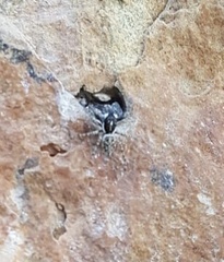 Menemerus semilimbatus