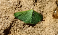 Chlorocoma paraphylla