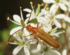 Stenoderus concolor