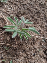 Lupinus pusillus