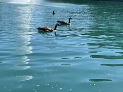Branta canadensis