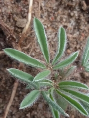 Lupinus pusillus