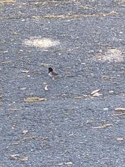 Junco hyemalis