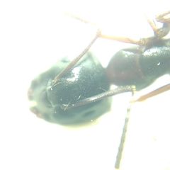 Camponotus fallax