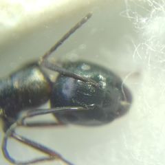 Camponotus fallax