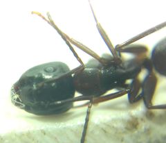Camponotus fallax