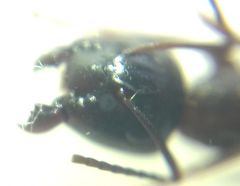 Camponotus fallax