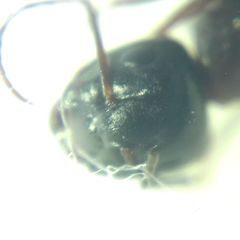 Camponotus fallax