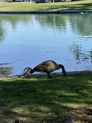 Branta canadensis