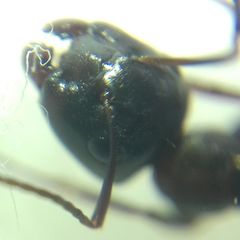 Camponotus fallax