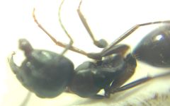 Camponotus fallax