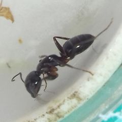 Camponotus fallax