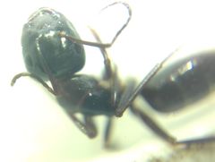 Camponotus fallax