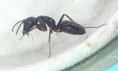 Camponotus fallax